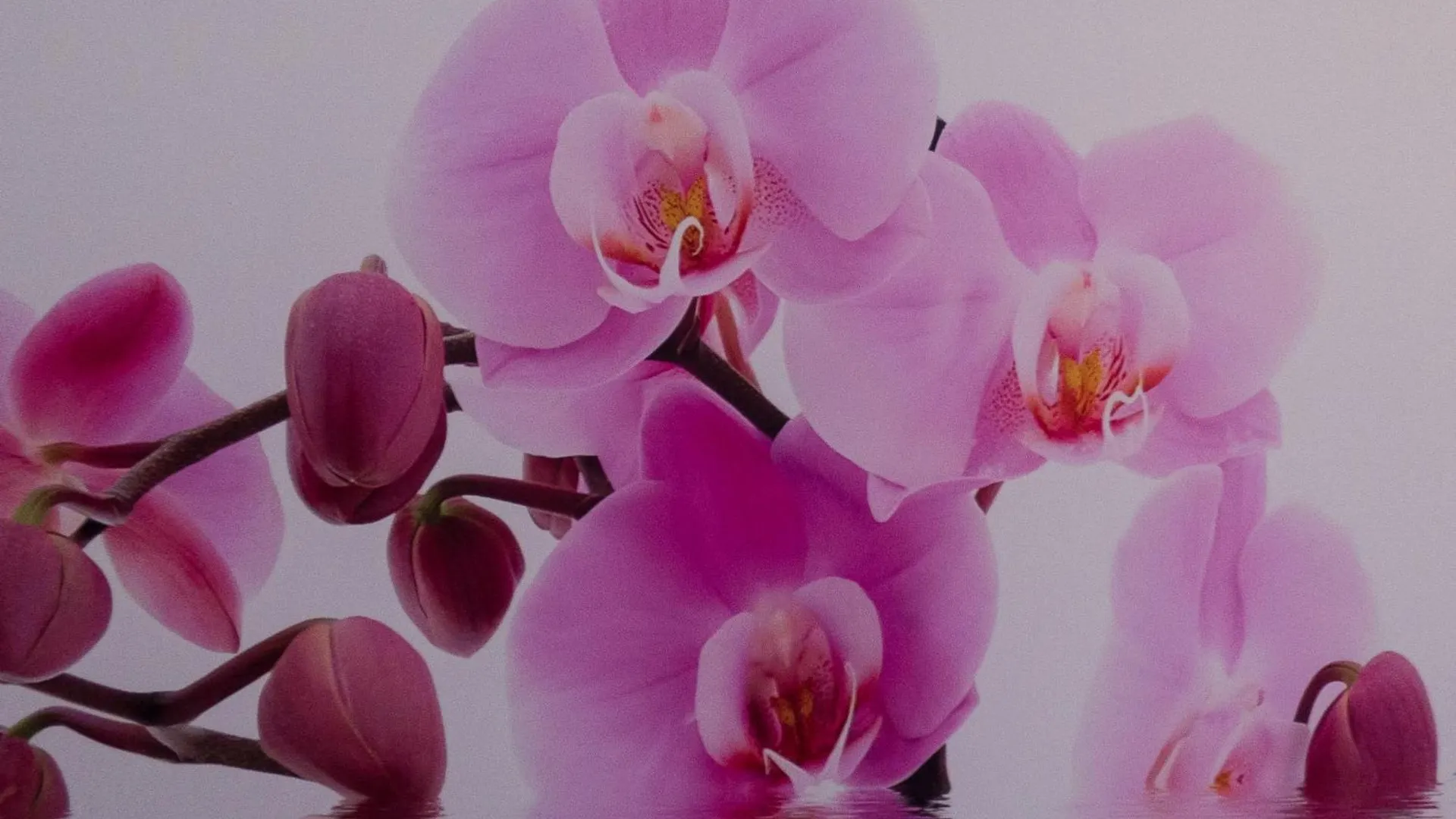 Hotel Boutique Flores Y Gemas Merida